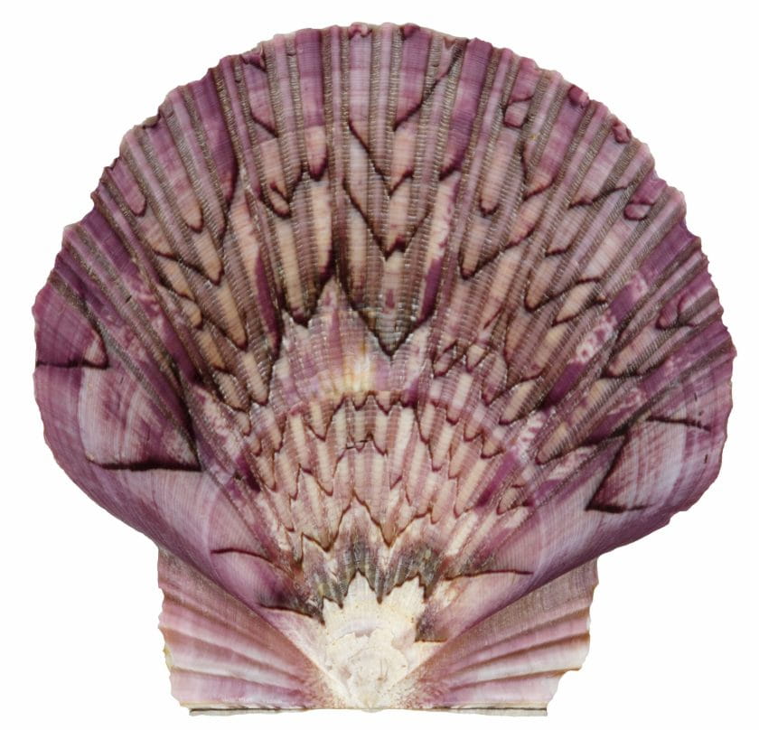 Euvola ziczac was described by Linnaeus in 1758, This specimen was found in the Caribbean Sea off the coast of Venezuela in the 1990s.