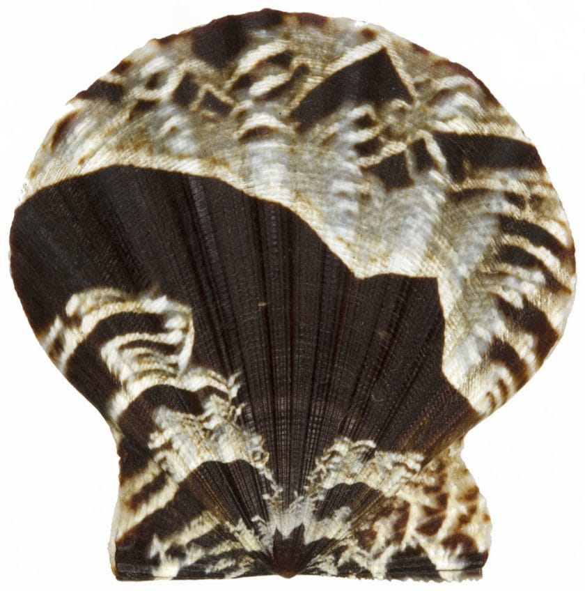 Flexopecten glaber was described by Linnaeus in 1758. This specimen was netted in the Ionian Sea off Taranto, Italy by a local fisherman in 2010.