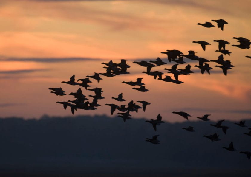 Brant; Branta bernicla; flock; NJ, Edwin Forsythe NWR