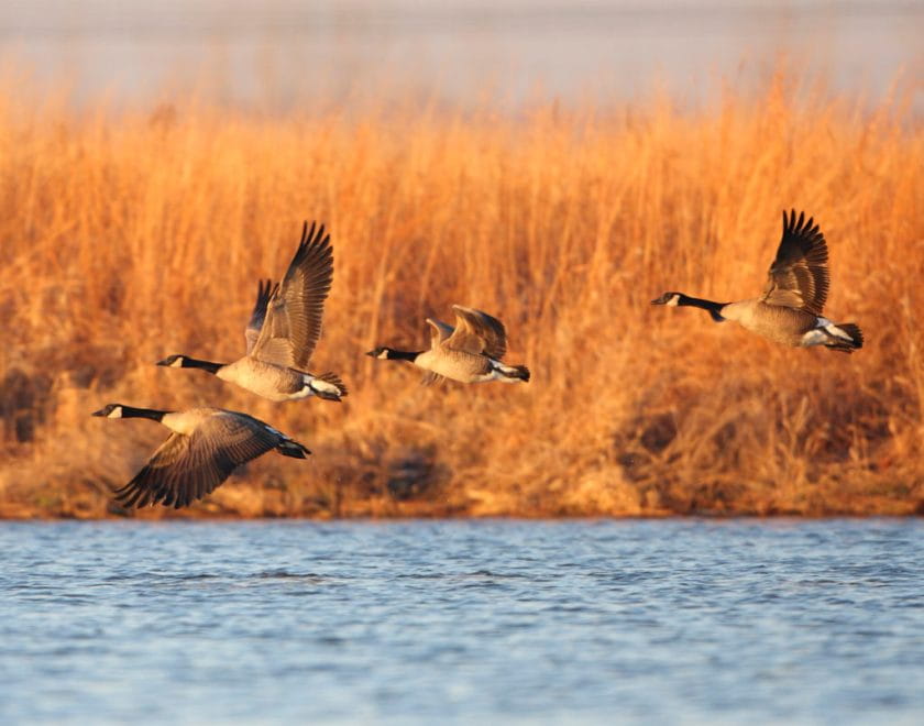 Giant Canada Geese at Upper Mississippi Conservation Area, St. Charles County, MO