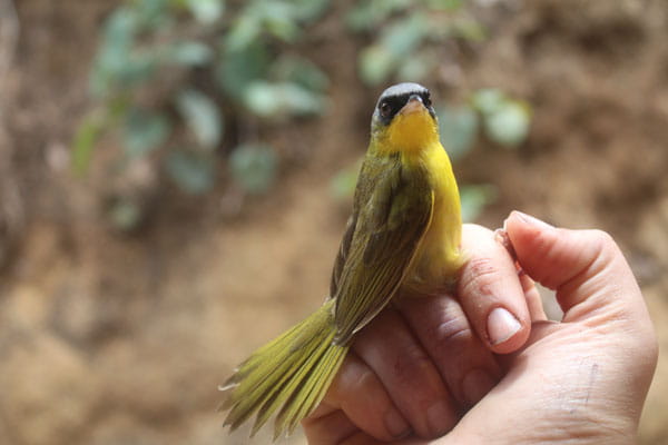 yellow bird