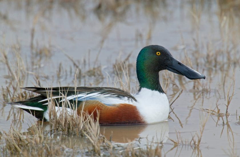 northern-shoveler-m17-67-543