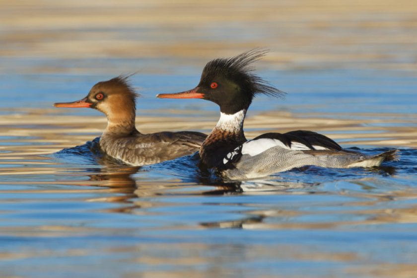 Adult male with immature male Riverside Co., CA March 2012