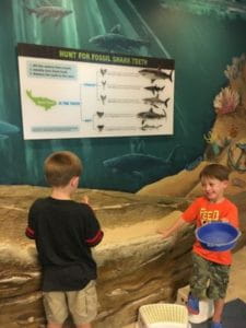 Search for shark teeth at the shark teeth dig site.