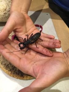 Hold and touch live animals.