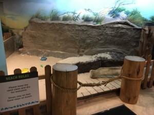 Play and build sand castles at the beach.