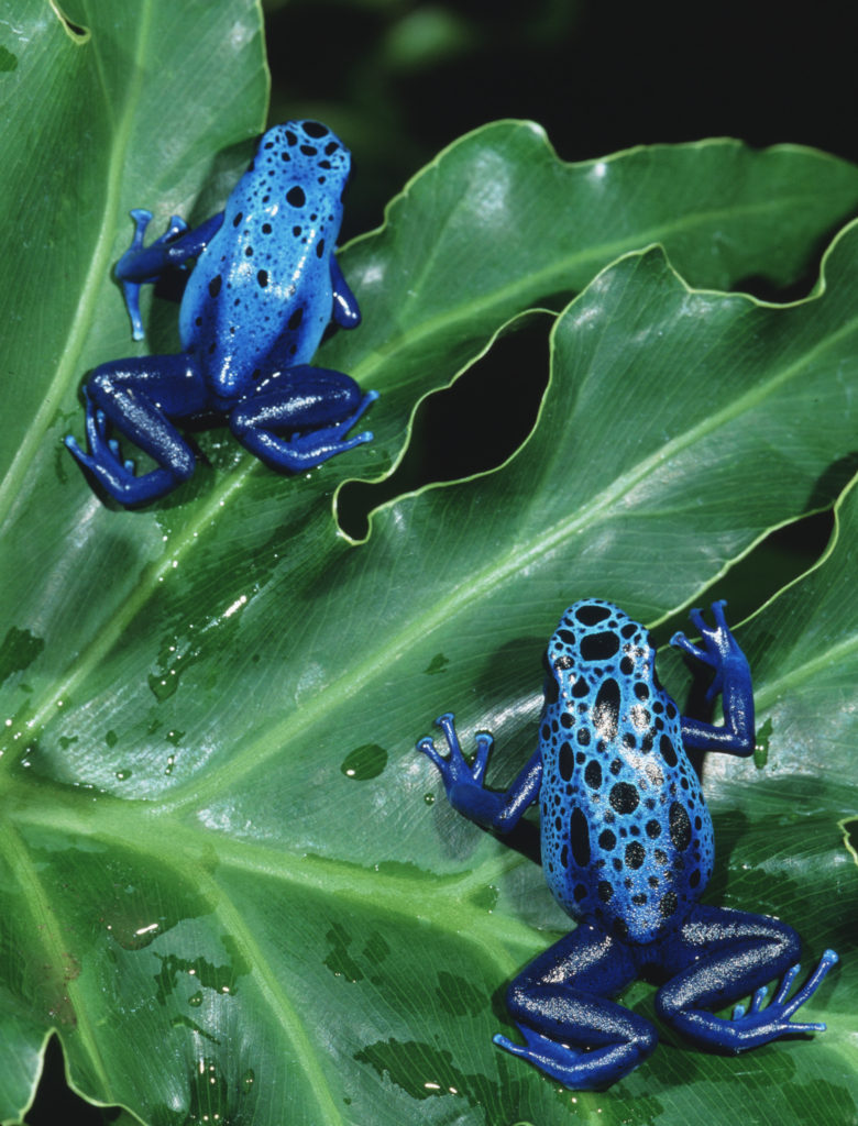 Blue Poison Dart Frogs are just one of the 15 species of frogs appearing in the exhibit.