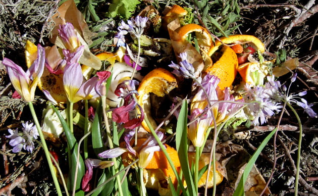 compost pile