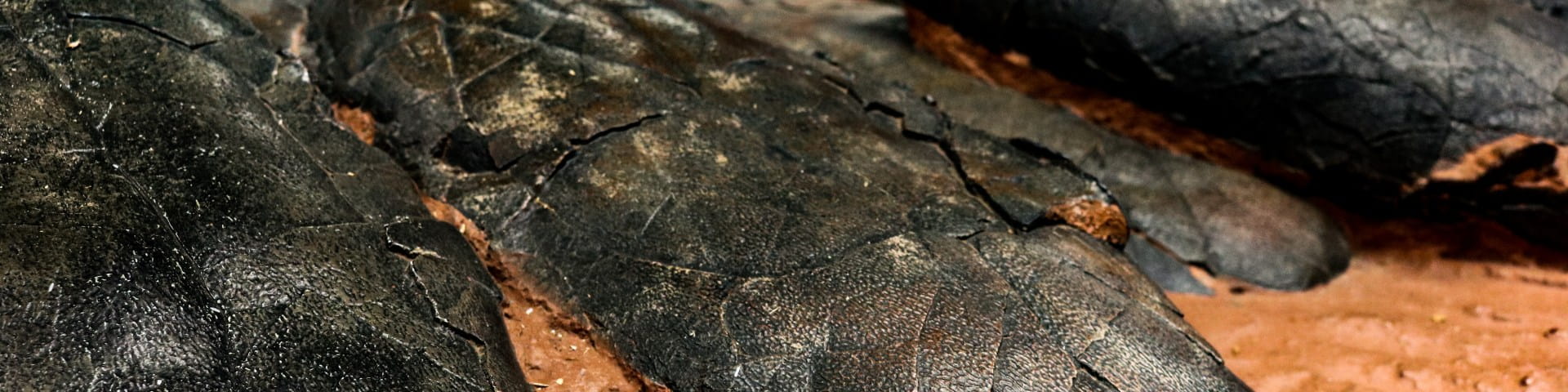 Eggs appearing in Tiny Titans: Dinosaur Eggs and Babies at the Academy of Natural Sciences