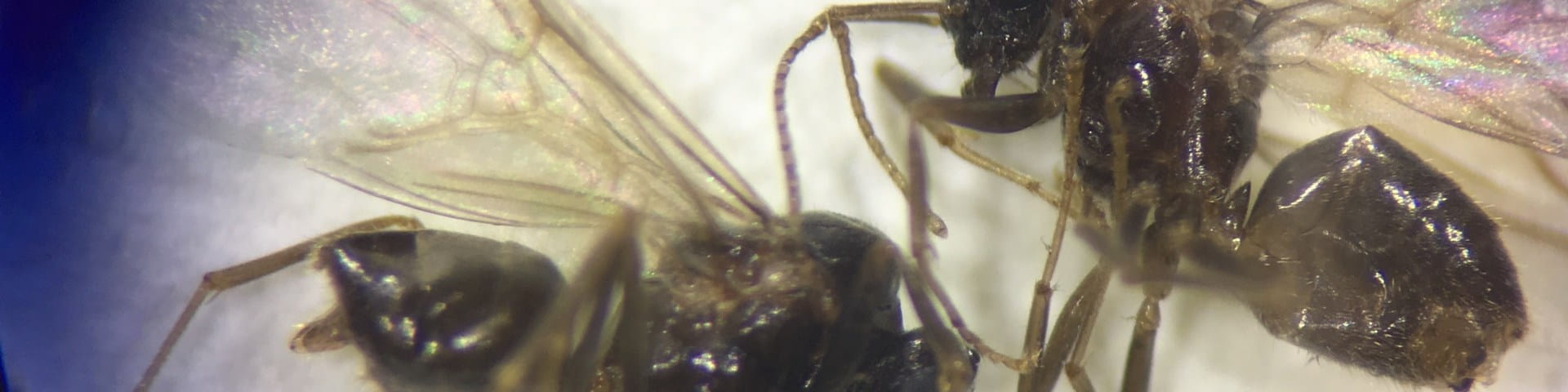 L. neoniger