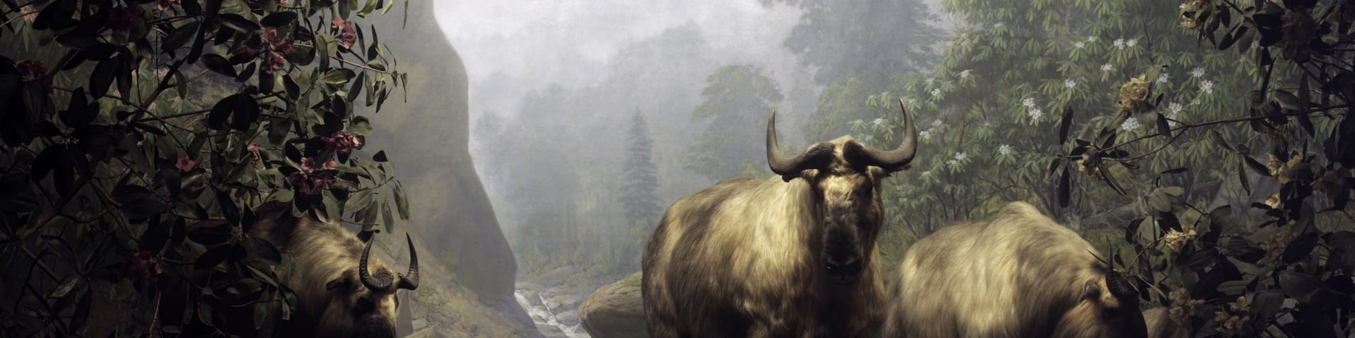 Takin diorama at the Academy of Natural Sciences