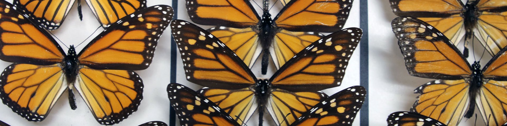 Monarch butterflies from the collection of the Academy of Natural Sciences