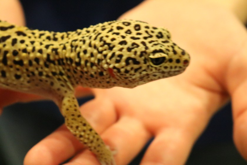 Yellow lizard with black spots