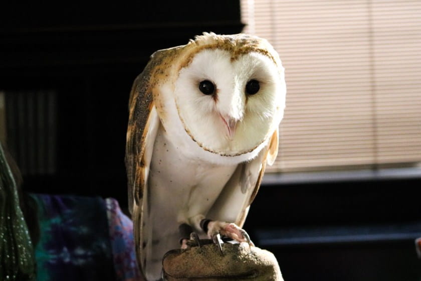 Barn owl