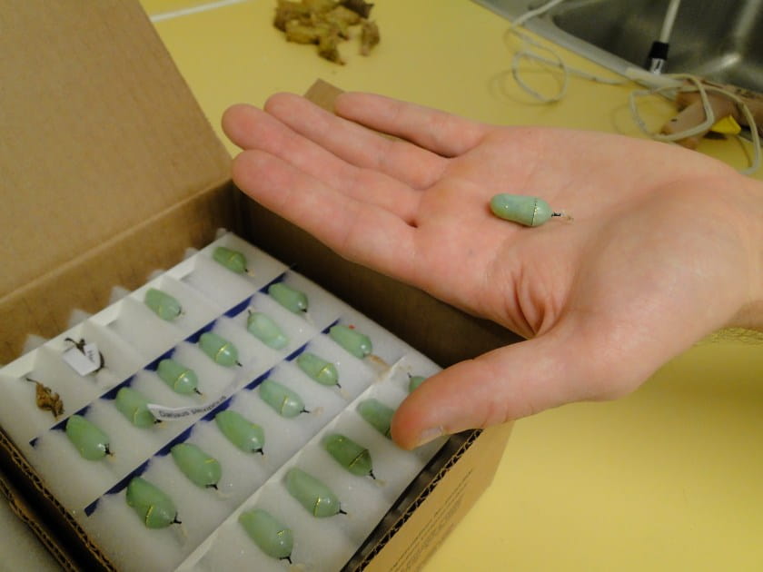 Butterfly chrysalises from Costa Rica. Light green with gold.