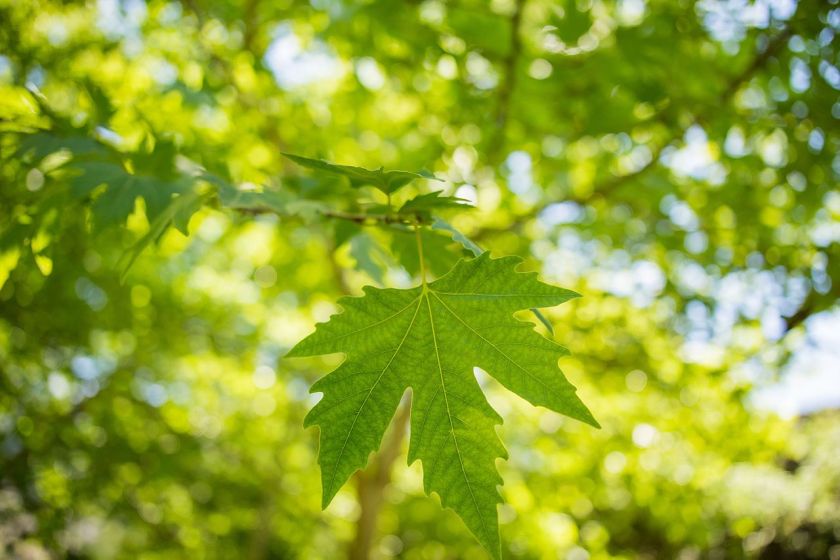 Green leaf hanging from tree