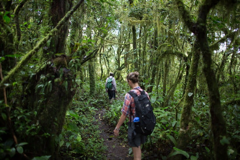 Two people walk on a path through dense green vegetation in the forests of Bioko.