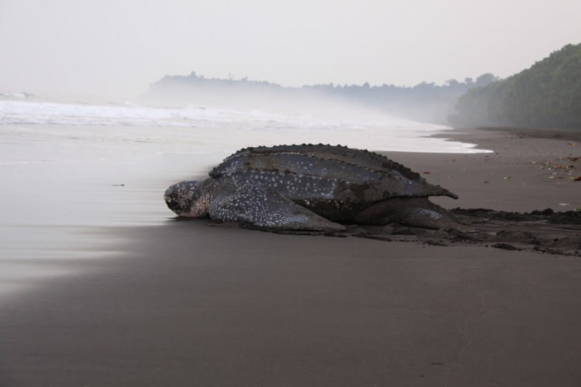 A leatherback sea turtle lays on the wet sandy beach in Bioko.