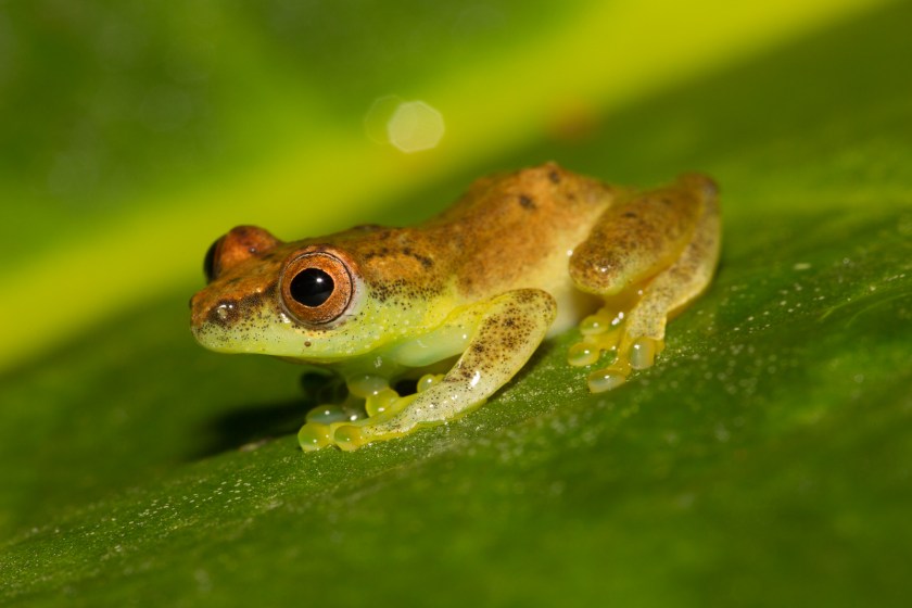 Small frog on a leaf, one of the few specimens discovered this past year.