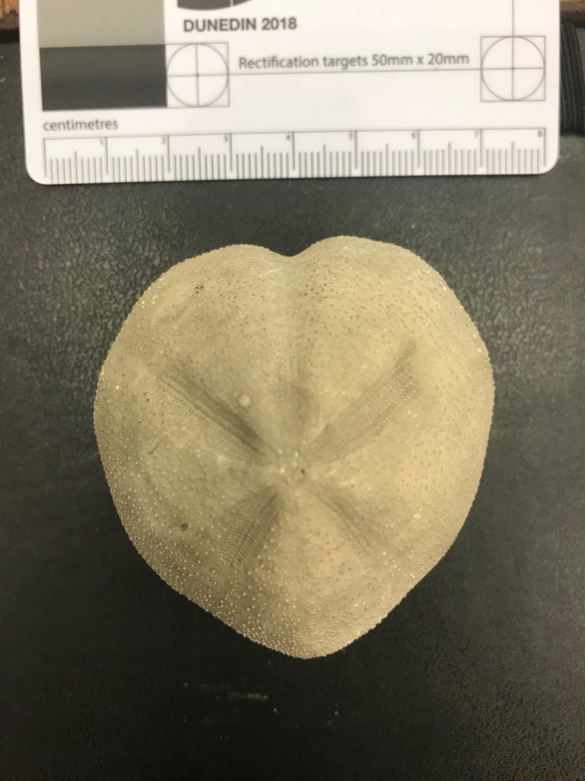 Photo courtesy of Katy Estes-Smargiassi, a close-up look at an Echinoid fossil.