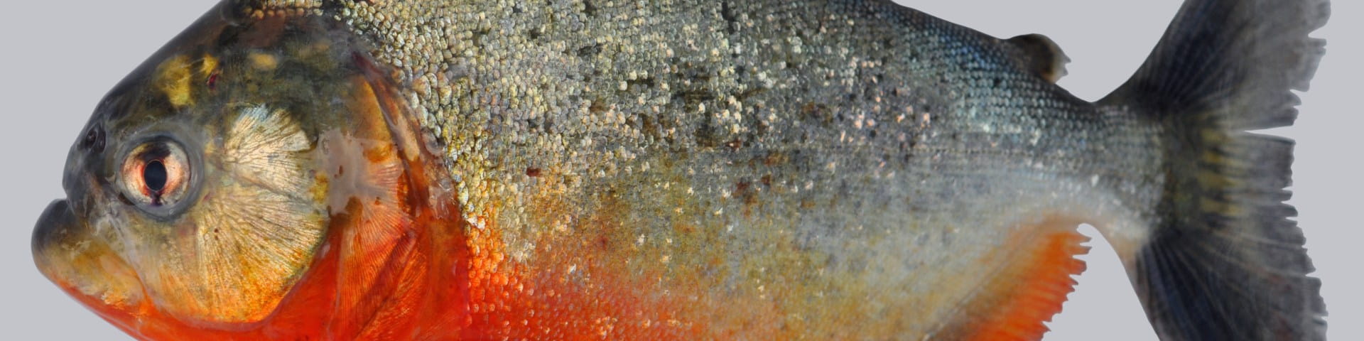 pirhana