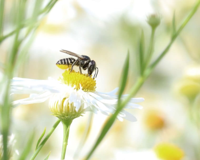 Laeaf-cutting bee on a daisy.