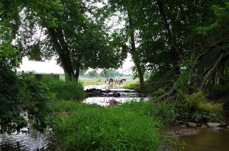 cows watch crew