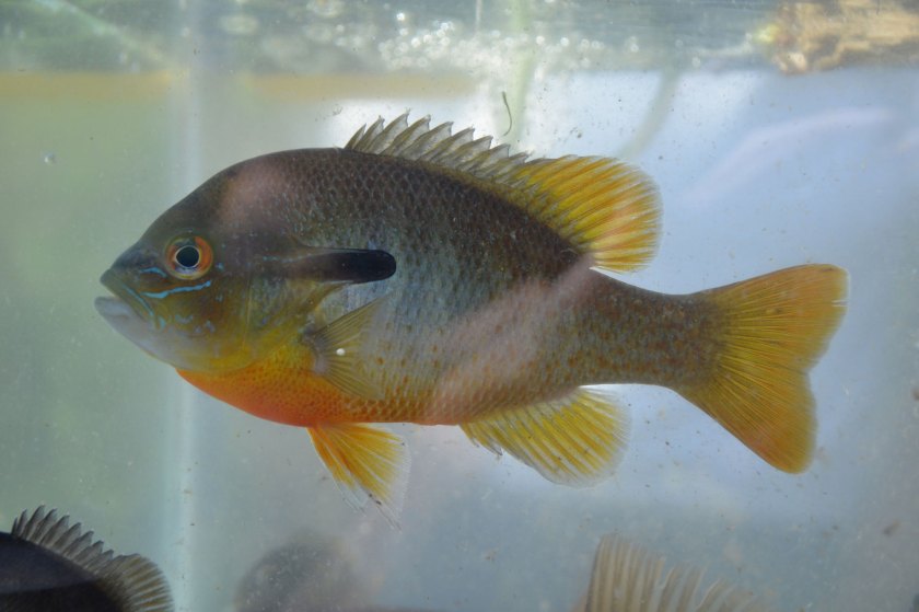 Lepomis auritus (redbreast sunfish)