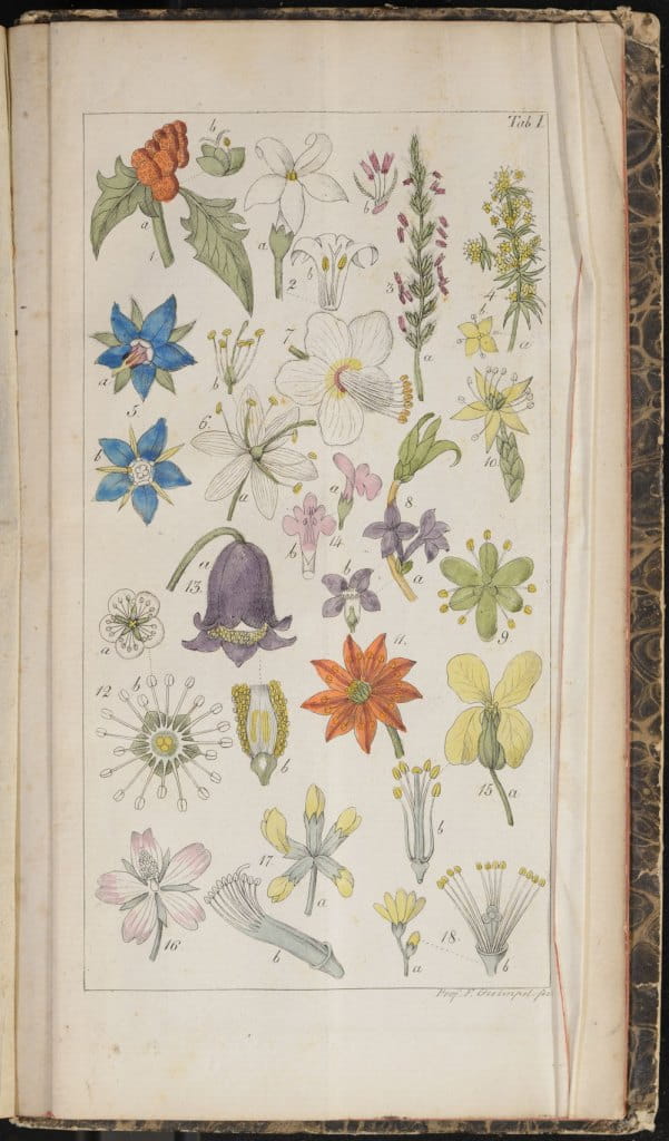 Flower illustration from Willdenow's Guide to Self-Study of Botany