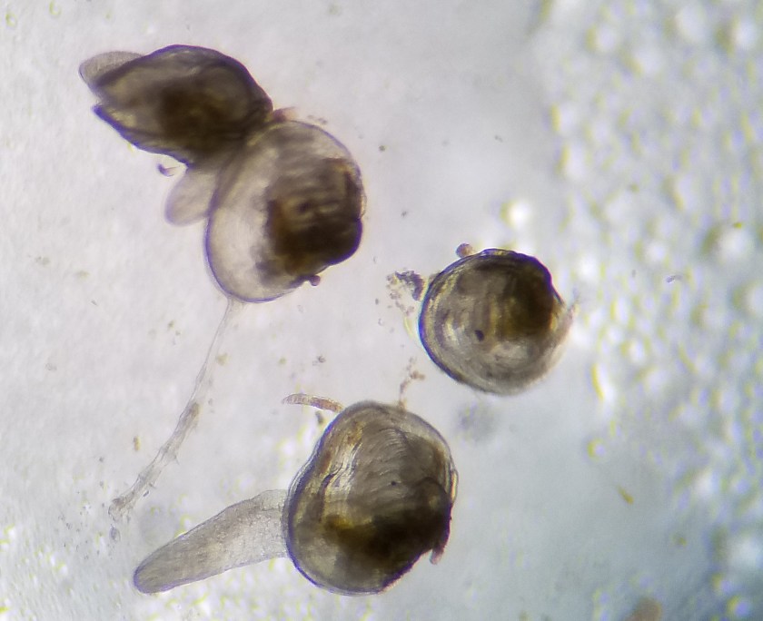 in vitro baby mussels, black and white, from under microscope