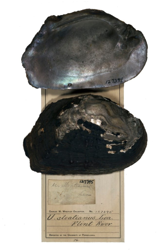 Mussel shell covered in black soot
