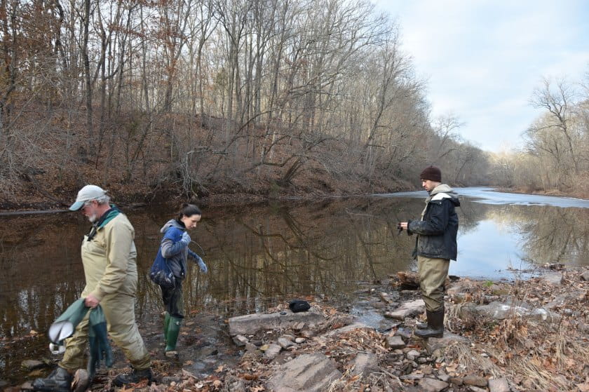 Researchers search for mussels on the bank of a stream during early winter