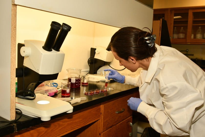 Woman in white lab coat and blue rubber gloves moves red liquid between petri dishes