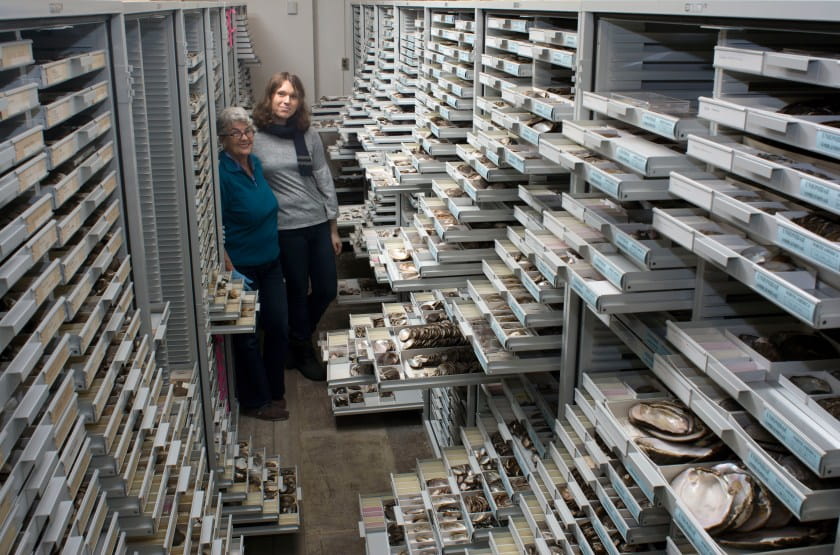 Two women stand among hundreds of open white drawers of collected shells