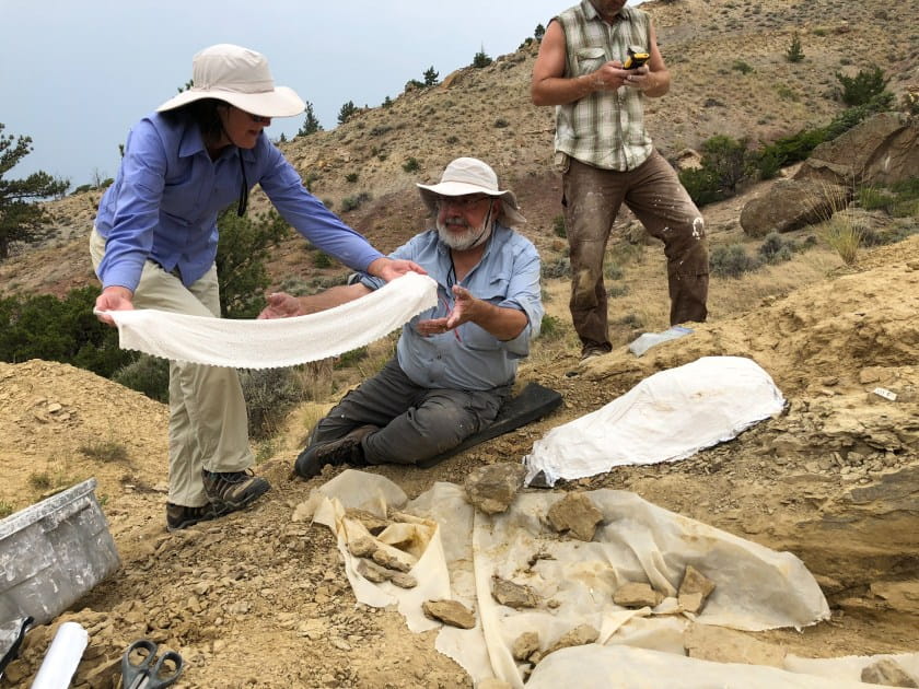 Karen Lattuca covers pieces of fossil with large white cloth as plastering process begins. Wayne assists.