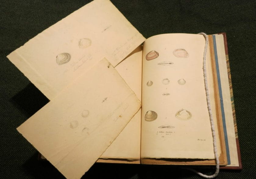 American Conchology by Lucy Say, ANS Library QL411.S27