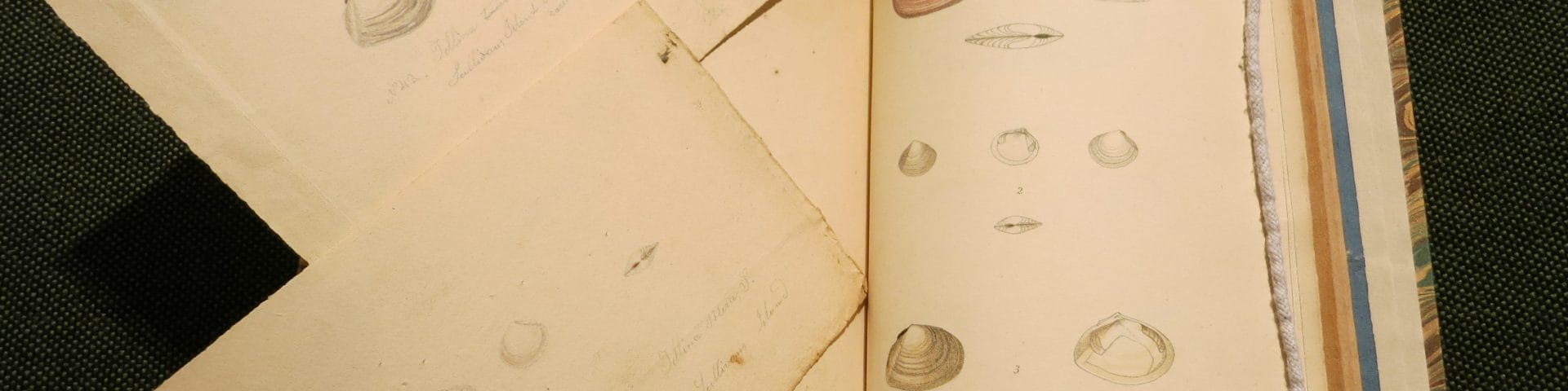 American Conchology by Lucy Say, ANS Library QL411.S27