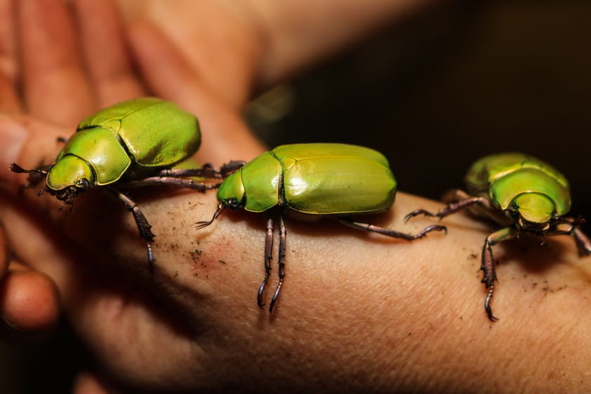 beetles