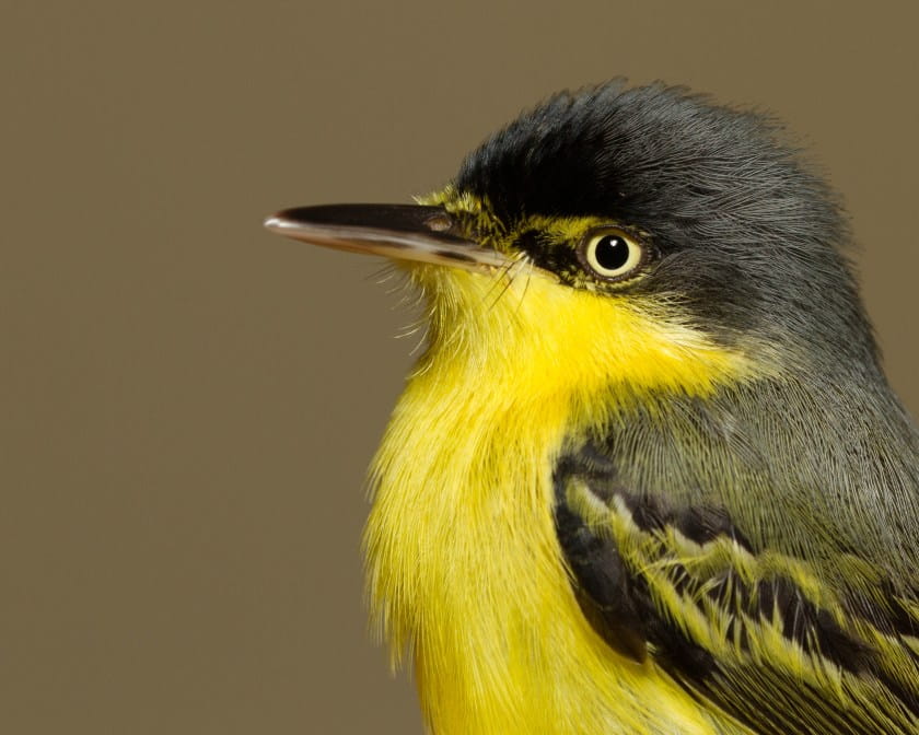 Common Tody Flycatcher (Todirostrum cinereum)