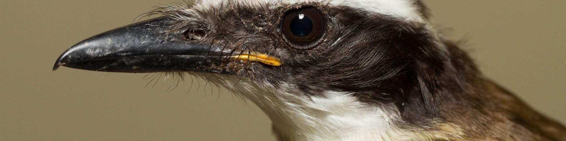 Brown/black bird with white stripe across eye