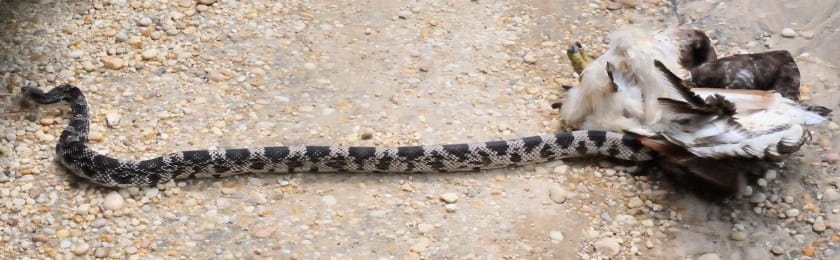 Pine snake slithers away
