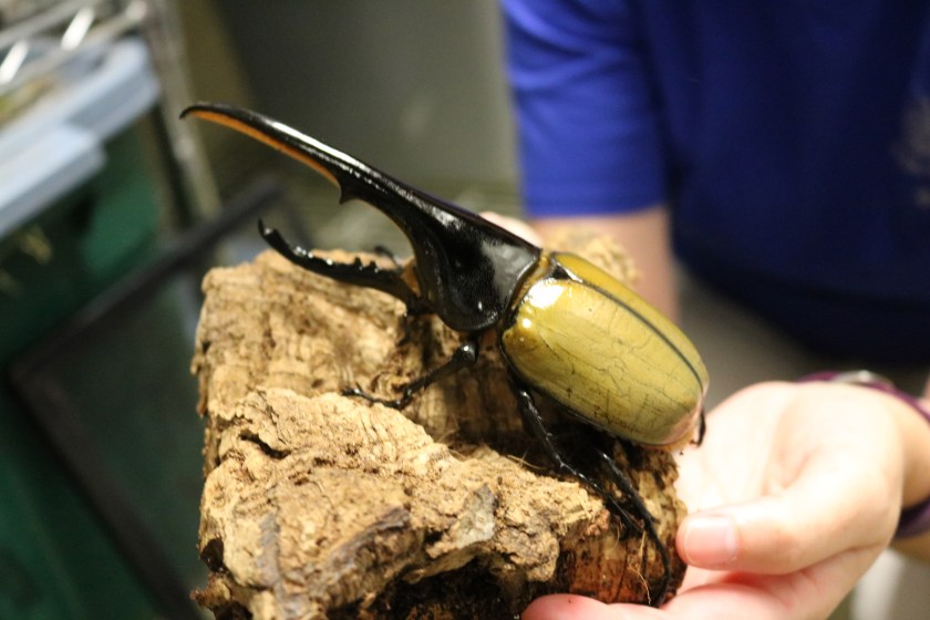 hercules beetle
