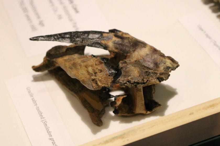 close up of saber toothed tiger fossil