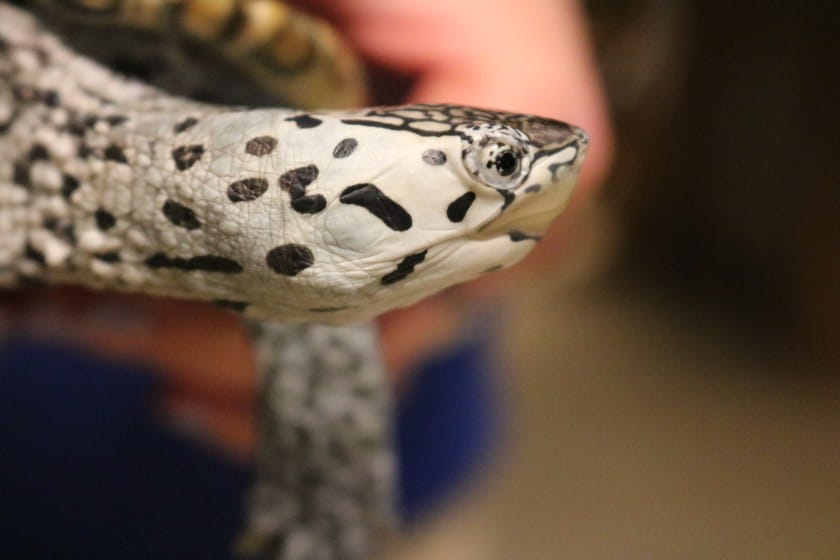 terrapin