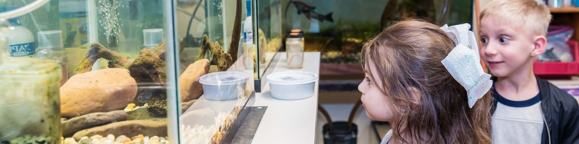 Girl looks into animal tank