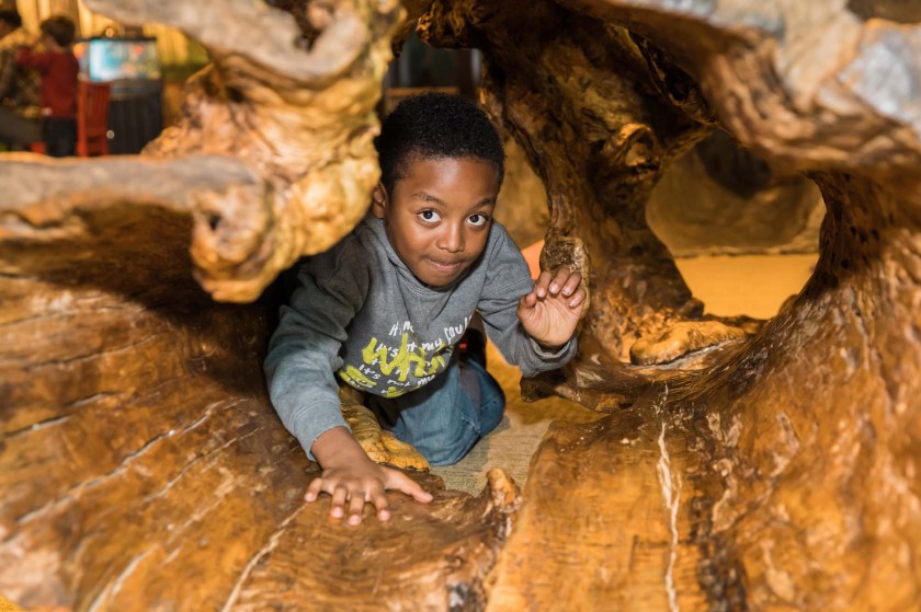 Boy crawls through hollow log in Outside In exhibit