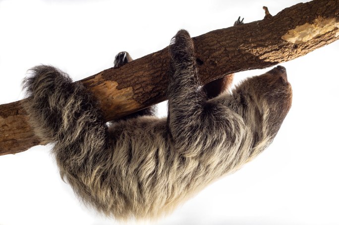 Sloth hangs from branch, white background