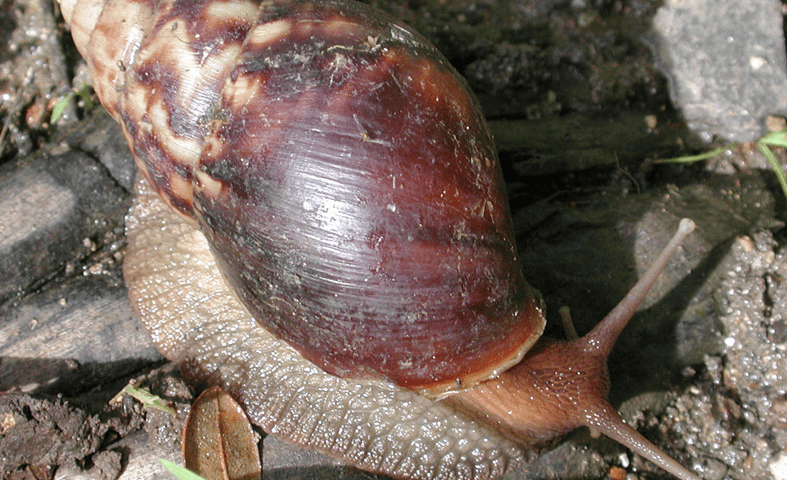 snail