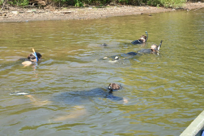 Scientists snorkeling