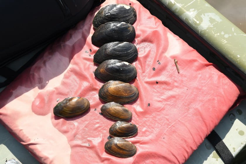 Line of mussels, biggest to smallest, on boat seat